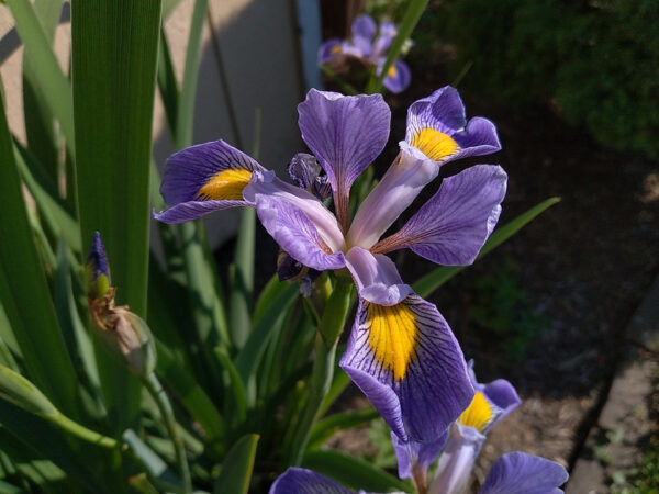 Blug Flag Iris