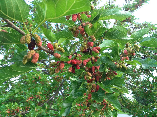 Mulberry - Seedling and Grafted