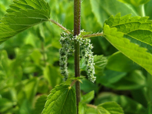 Stinging  Nettle