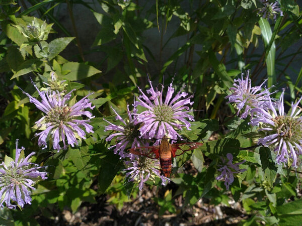 Monarda Fistulosa - Image 2