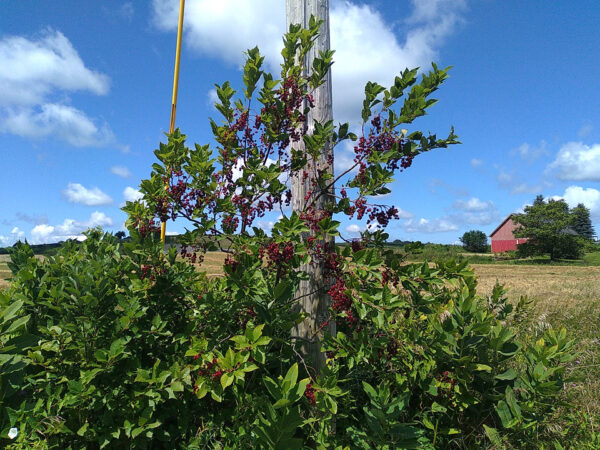 Chokecherry - Image 2