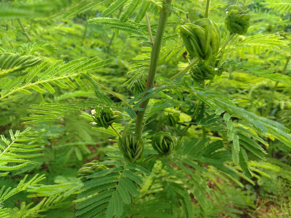 Illinois Bundle Flower