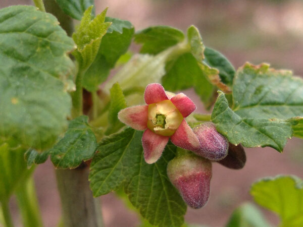 Currants and Gooseberries –  Plants  and  Cuttings - Image 5