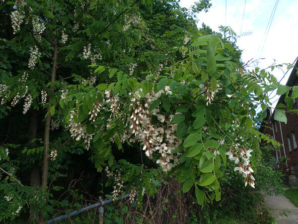 Black Locust - Image 2