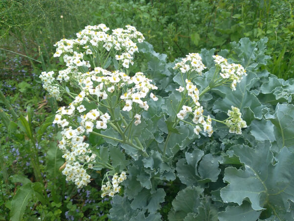 Sea  Kale