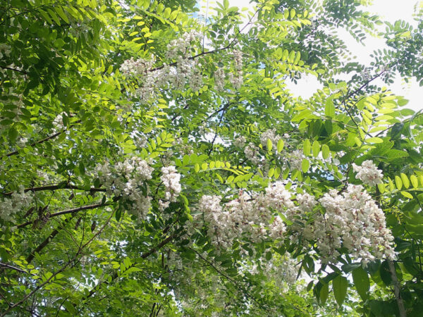 Black Locust