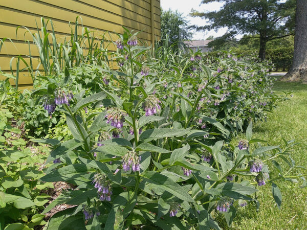 Comfrey - Image 2