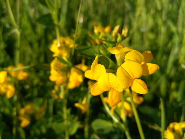 Big Birdsfoot Trefoil