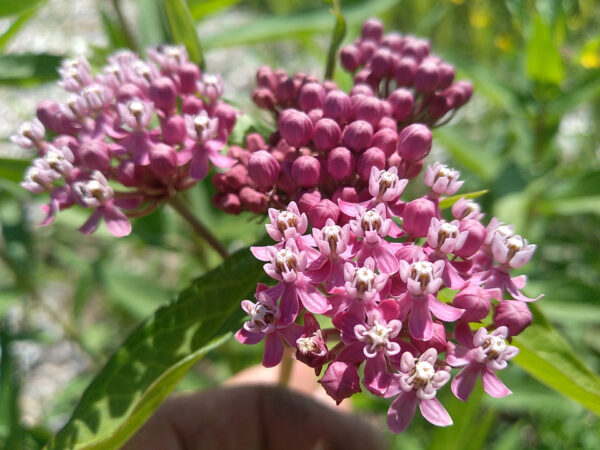 Red Milkweed