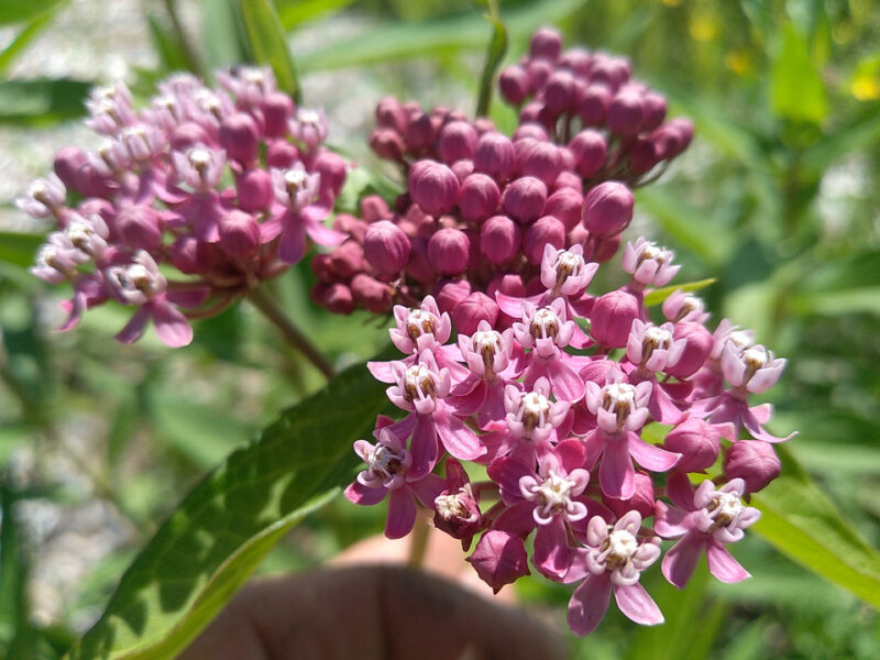 Red  Milkweed