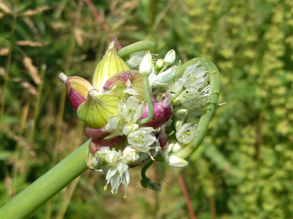 Walking  Onions - Image 2