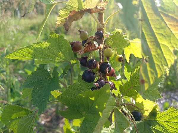 Currants and Gooseberries –  Plants  and  Cuttings - Image 3