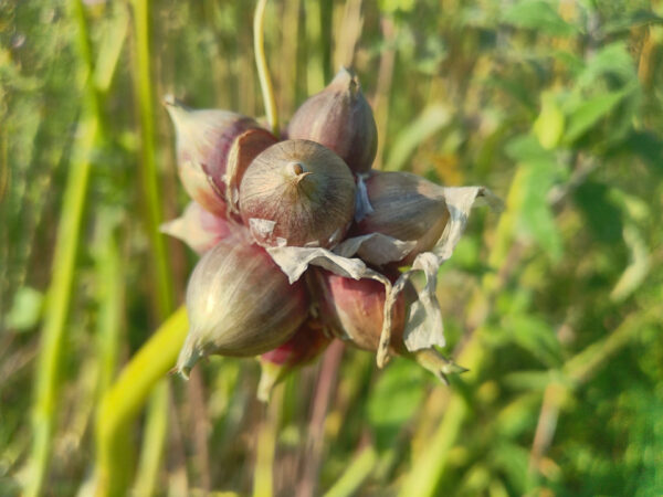 Walking  Onions - Image 3