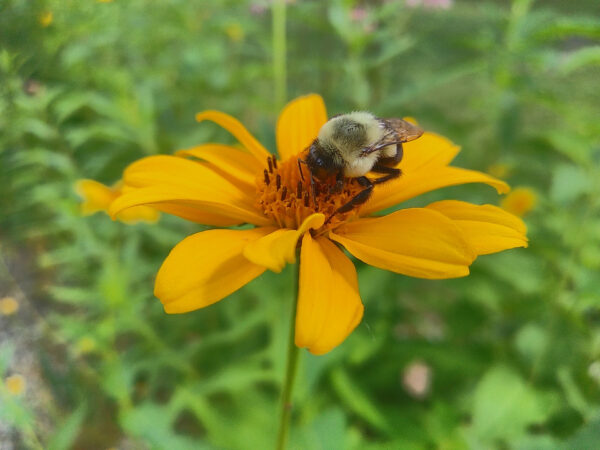 Early  Sunflower