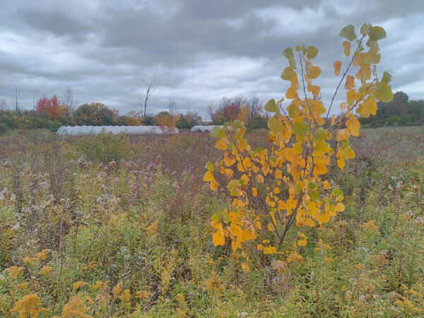 Poplars - Cottonwoods, Balsam Poplars, Hybrids - Plants and Cuttings - Image 4