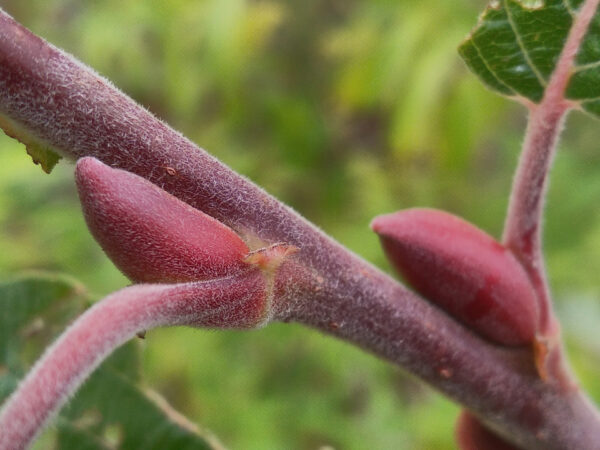 Pussy Willow