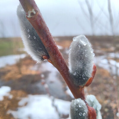 Pussy Willow