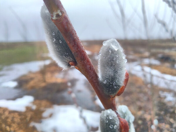 Pussy Willow