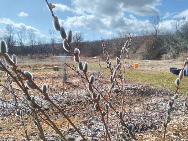 Willows  –  Plants  and  Cuttings - Image 7