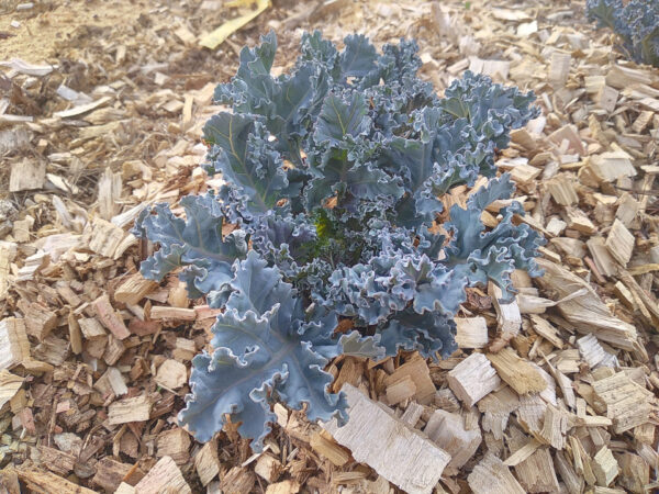 Sea  Kale - Image 2