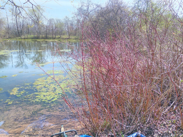 Cornelian Cherry and Dogwoods - Image 2