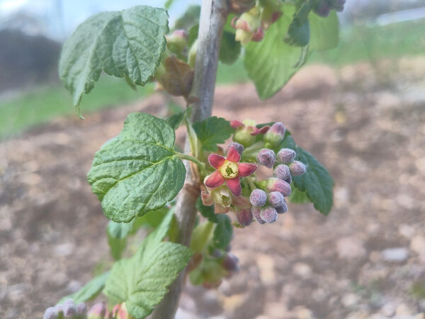 Currants and Gooseberries –  Plants  and  Cuttings - Image 4