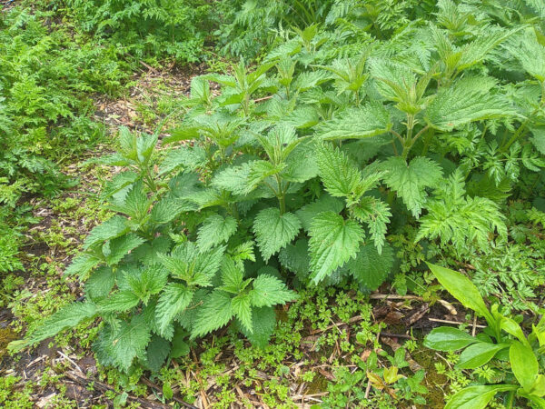 Stinging  Nettle - Image 3