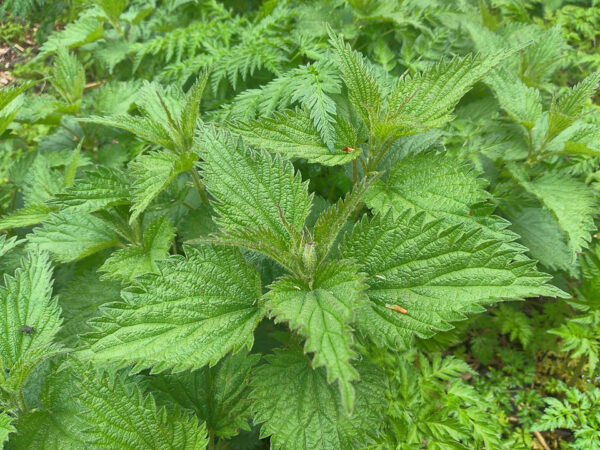 Stinging  Nettle - Image 2