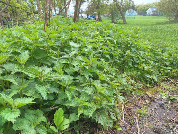 Stinging  Nettle - Image 4