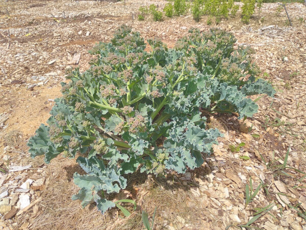 Sea  Kale - Image 3