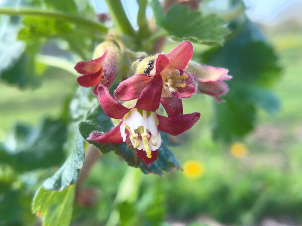 Currants and Gooseberries –  Plants  and  Cuttings