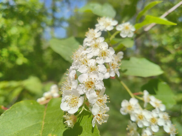 Chokecherry - Image 4