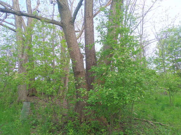 Chokecherry - Image 3