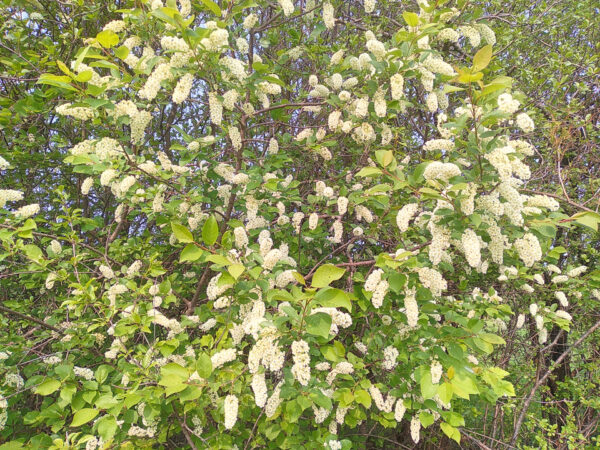 Chokecherry