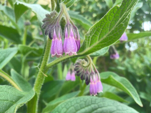 Comfrey