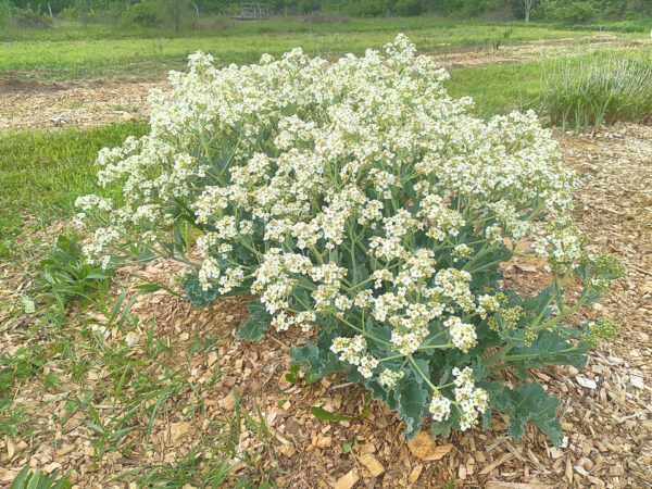 Sea  Kale - Image 4