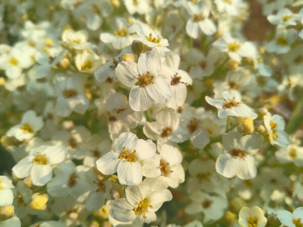 Sea  Kale - Image 5