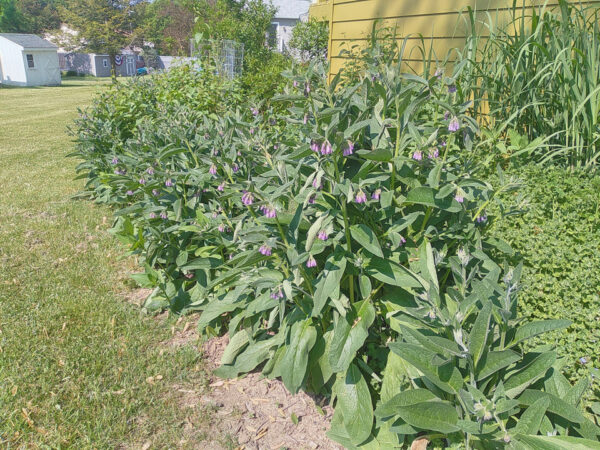 Comfrey - Image 3