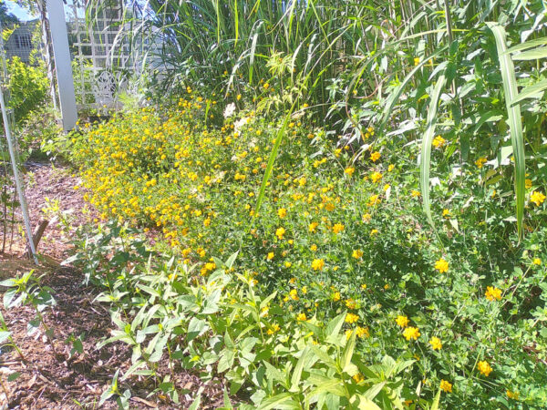 Big Birdsfoot Trefoil - Image 2