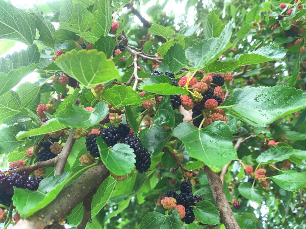 Mulberry - Seedling and Grafted - Image 3