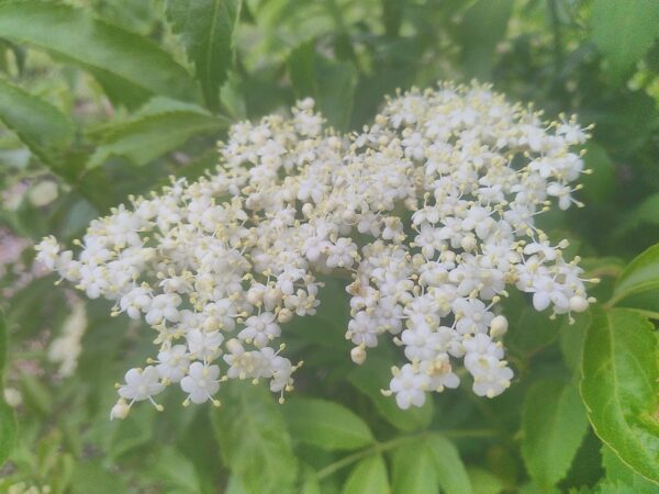 Elderberry  –  Plants  and  Cuttings - Image 3