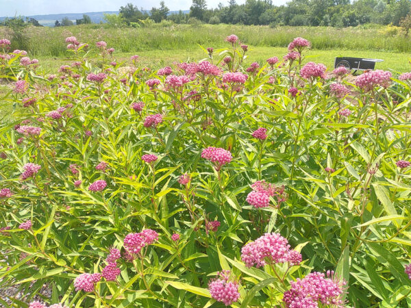 Red Milkweed - Image 2