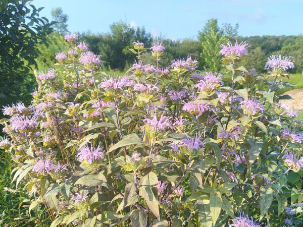 Monarda Fistulosa - Image 3