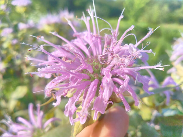 Monarda Fistulosa