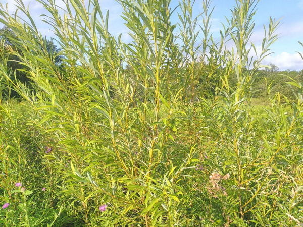 Willows  –  Plants  and  Cuttings - Image 9