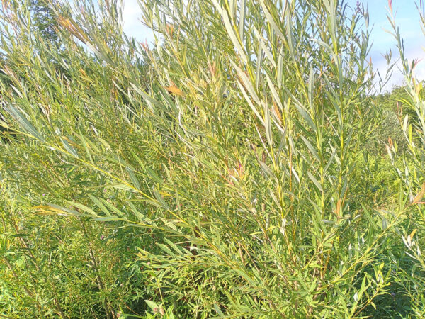 Willows  –  Plants  and  Cuttings - Image 10