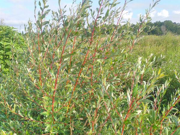 Willows  –  Plants  and  Cuttings - Image 11