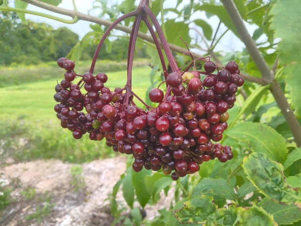 Elderberry  –  Plants  and  Cuttings - Image 2