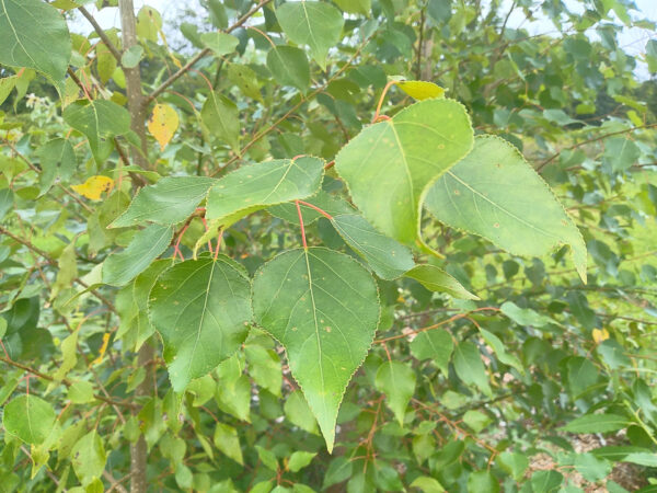 Poplars - Cottonwoods, Balsam Poplars, Hybrids - Plants and Cuttings - Image 2