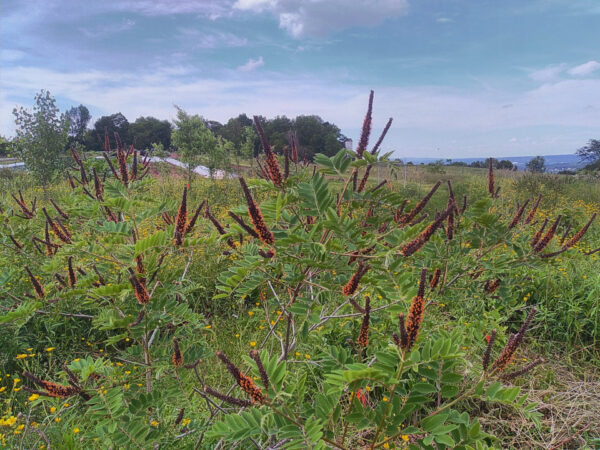 River Locust - Image 2